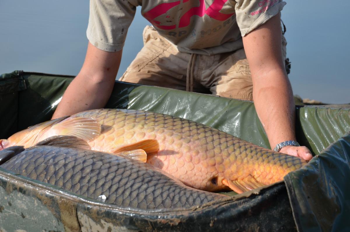 Vrei in concurs la Sarulesti cu 600 lei?